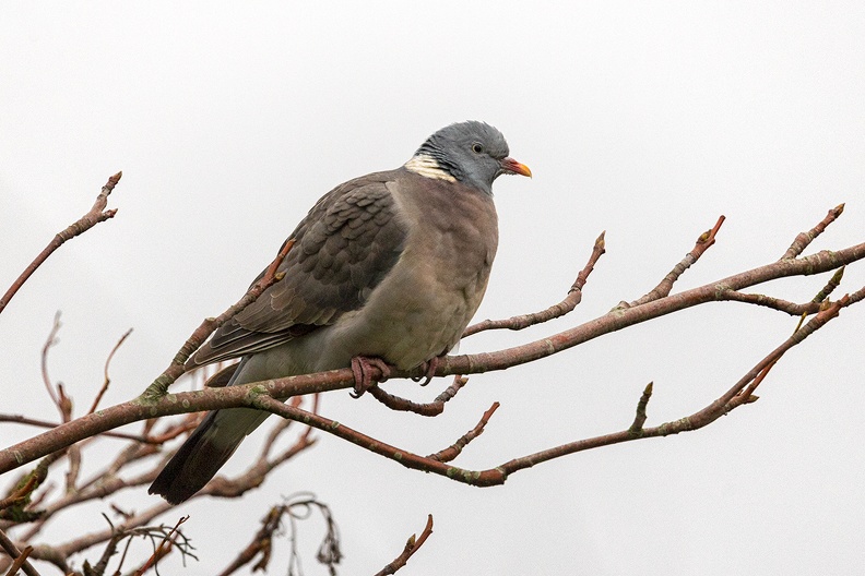 A pigeon in a tree on a gray day