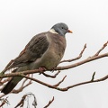 Jan 29 - Pigeon