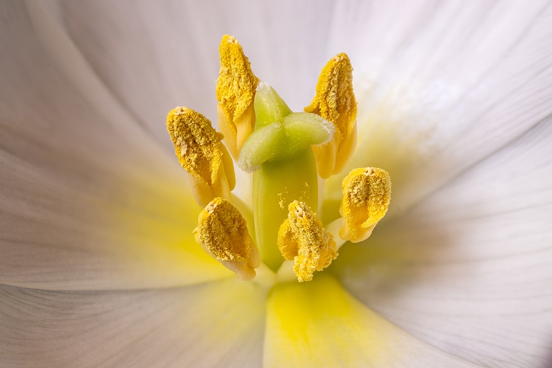 Inside of a tulip
