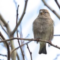 Feb 24 - Hedge bird