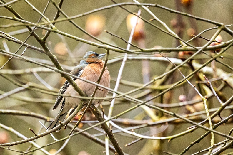 This chaffinch was loud tweeting in a tree nearby