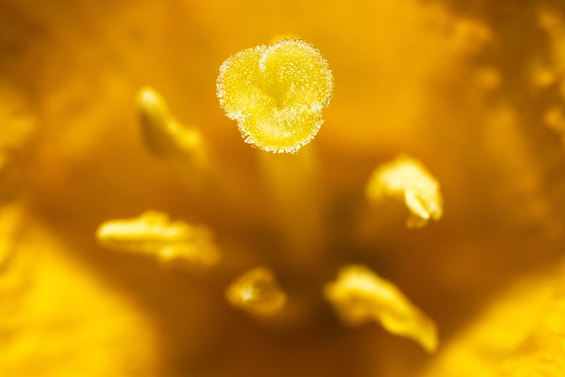 A closer look inside a daffodil