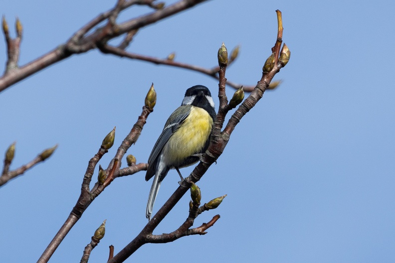 A great tit in the top of a tree near my garden.