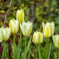Apr 09 - Tulips.jpg