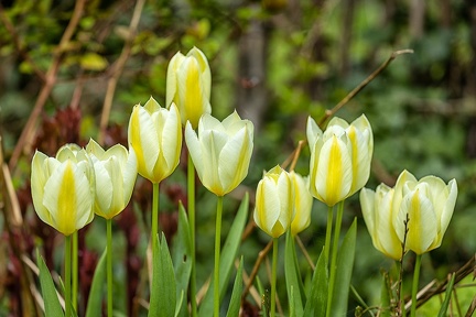 Apr 09 - Tulips