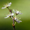 Apr 10 - Flowering