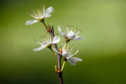 Apr 10 - Flowering