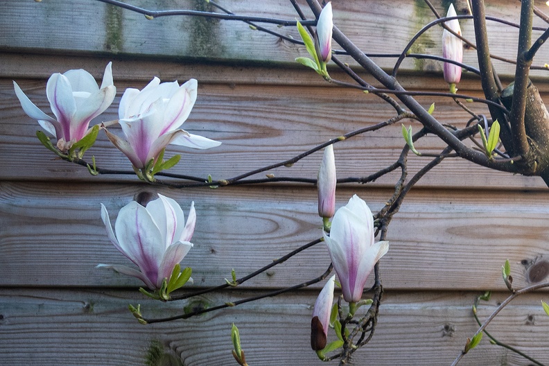 Part of the blooming magnolia in my small and dark front yard.