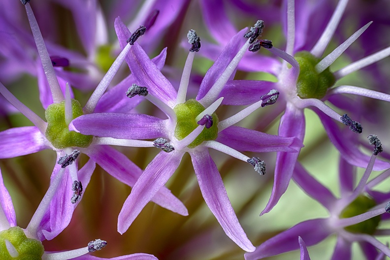 Detail of one of the fresh flowers in the house