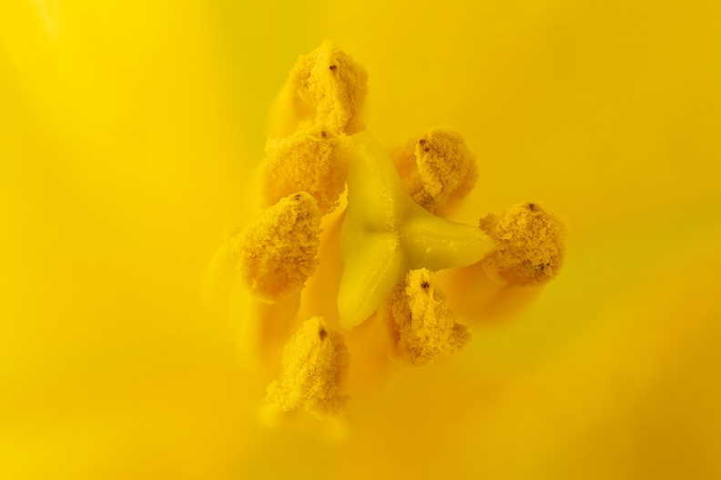 Inside of a yellow tulip