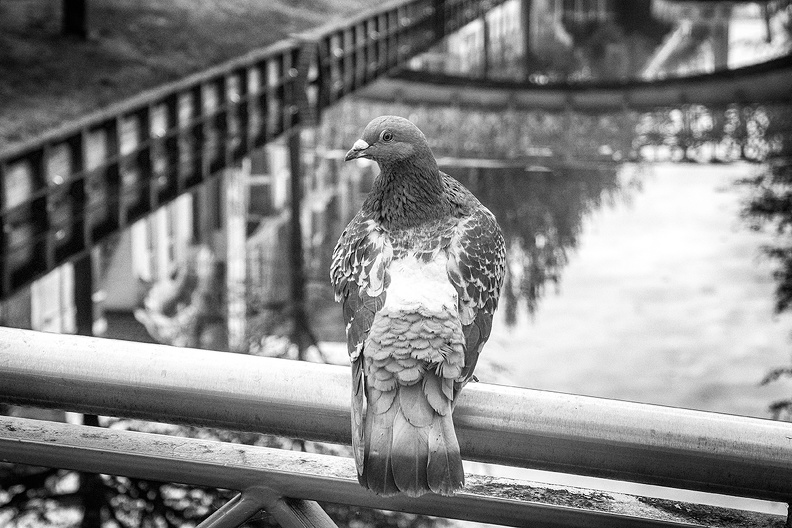 A pigeon in the city