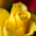 May 02 - Yellow rose