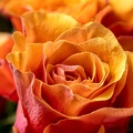 May 12 - A rose.jpg