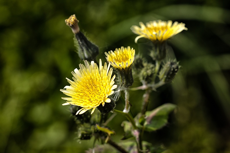 A blooming thistle in my garden