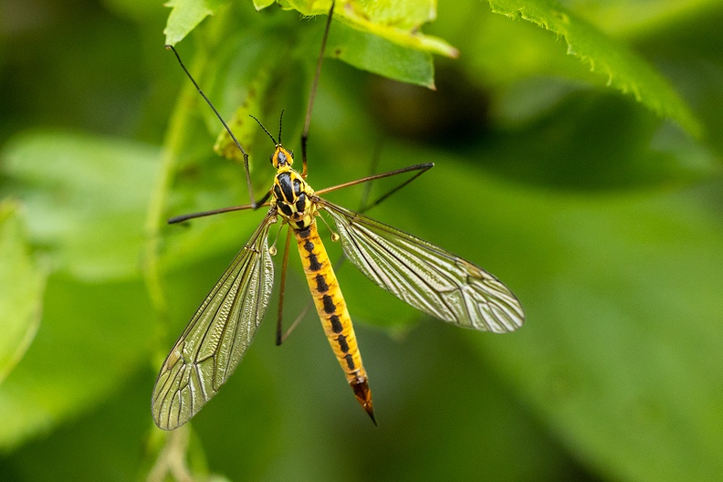 A crane fly in my hedge