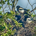 May 16 - A crowded nest.jpg