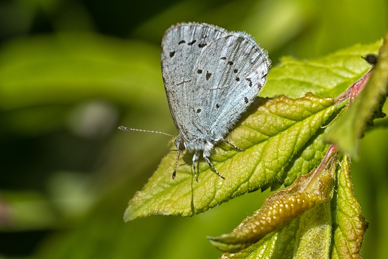 A holly blue butterfly (