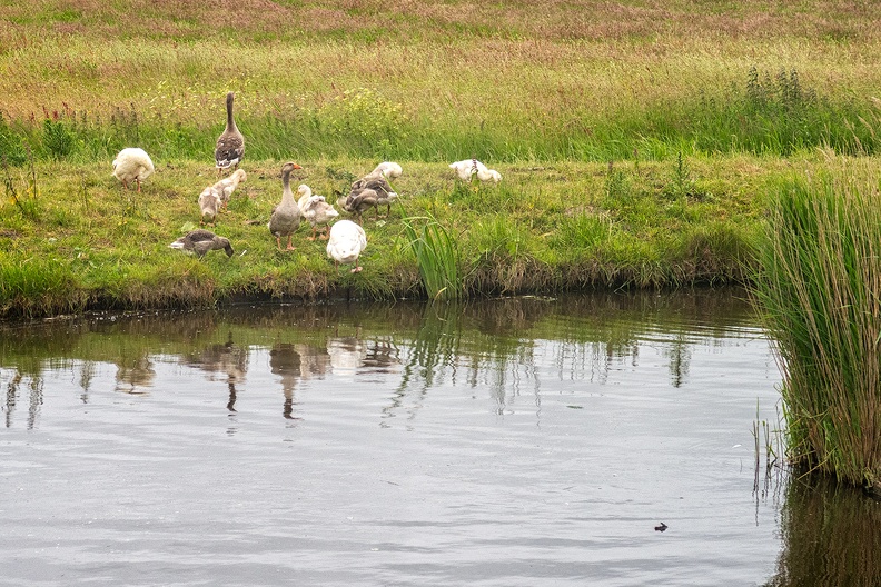 A family of geese on a gray day