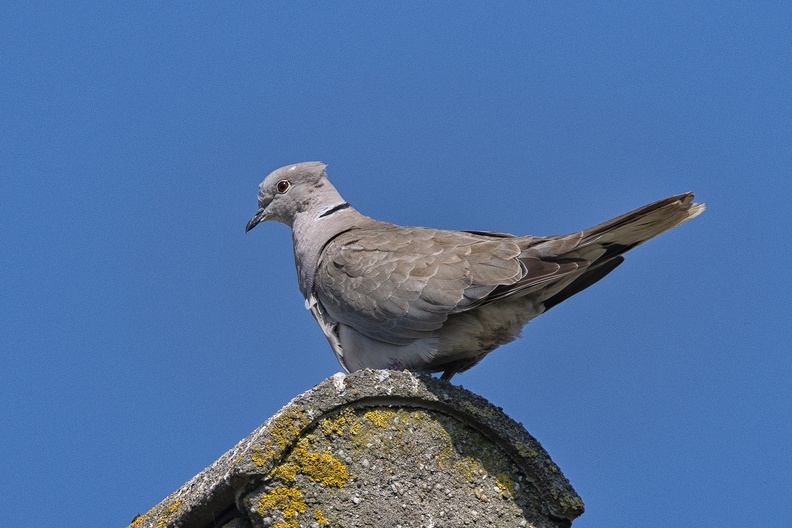 Pigeon on the ridge of a roof