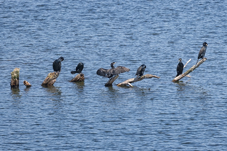Cormorants in Zuid-Kennemerland National Park