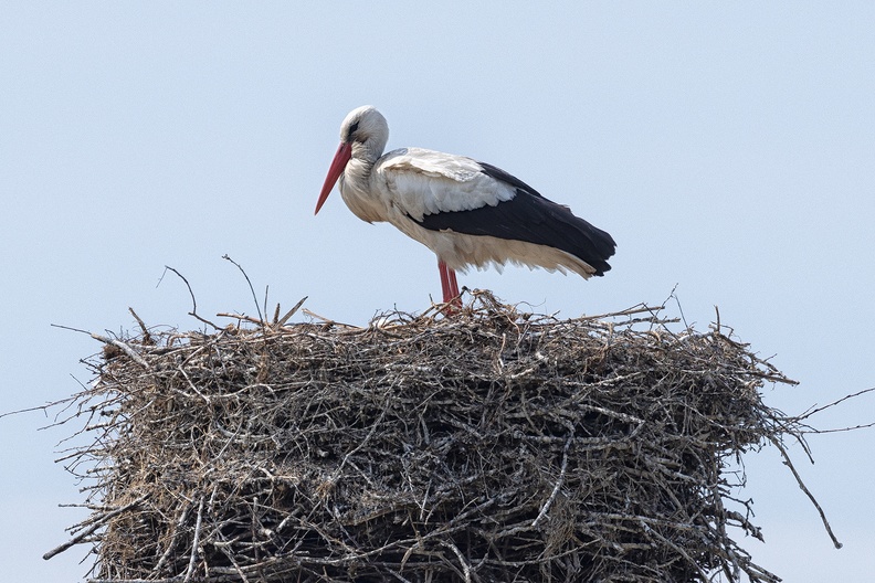 A stork on her/his nest. The kids were hiding