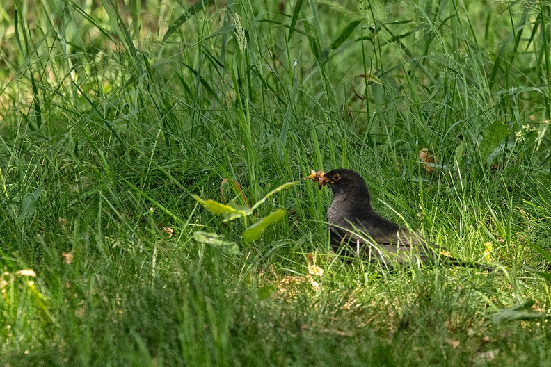 A blackbird in my (vacation) garden on a lazy afternoon