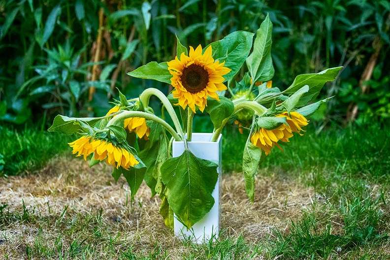 A vase with sunflowers in my overheated garden