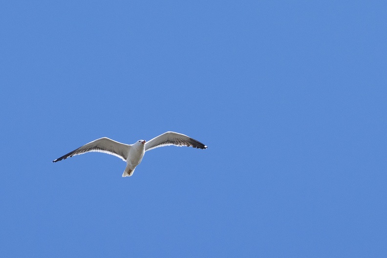 A seagull flying over my garden