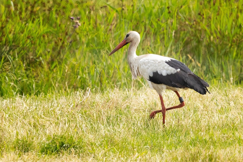 A stork on a walk in a field nearby.