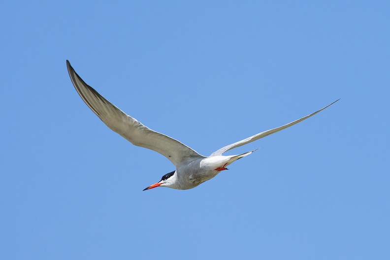 A common tern in flight