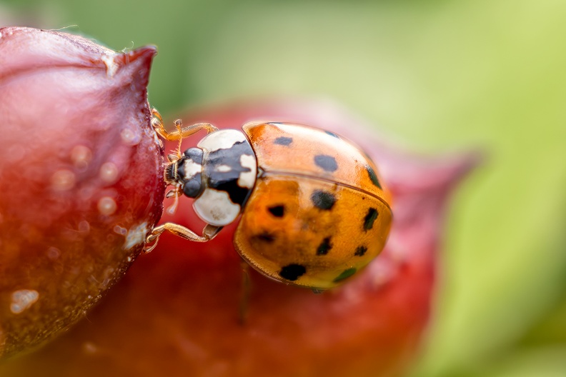 A ladybird in my garden. It looks like she's eating something