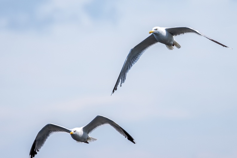 Two seagulls above the North Sea Canal