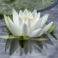 Jul 26 - White flower