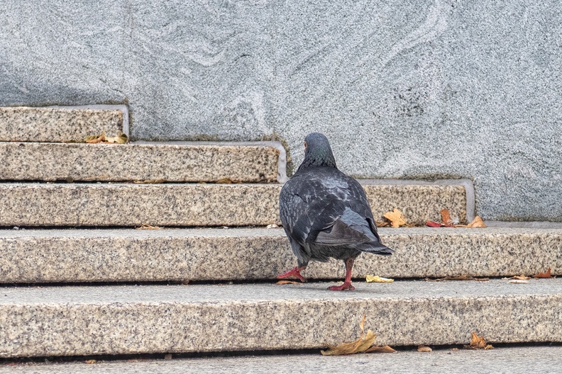A pigeon in the city