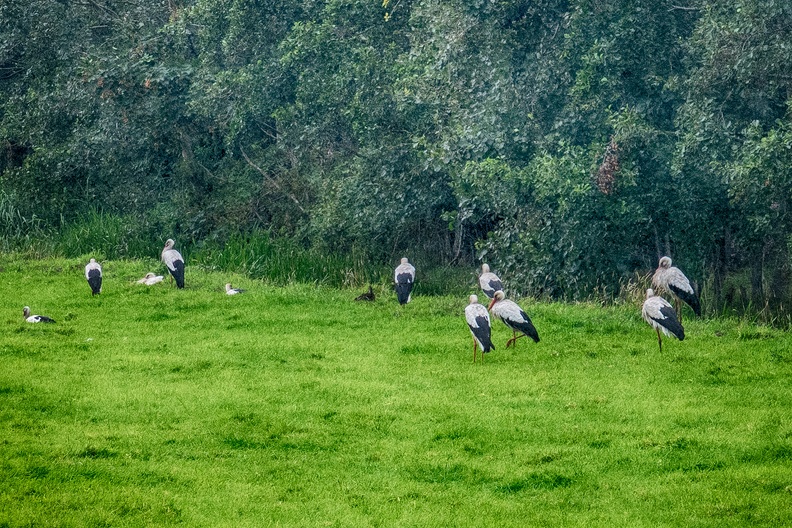 A lot of storks in a rainy field nearby.
