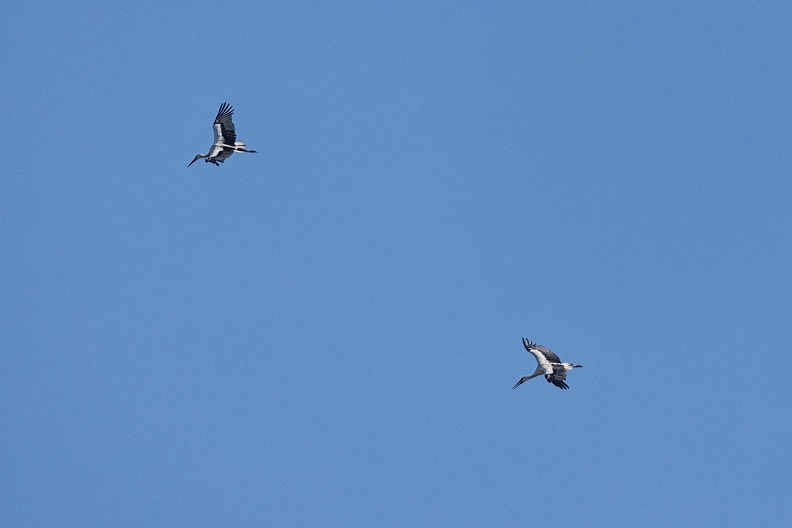 Flying storks in the afternoon. It's the first time I saw them flying from my own garden.