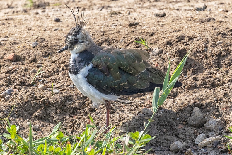A northern lapwing on the other side of a ditch