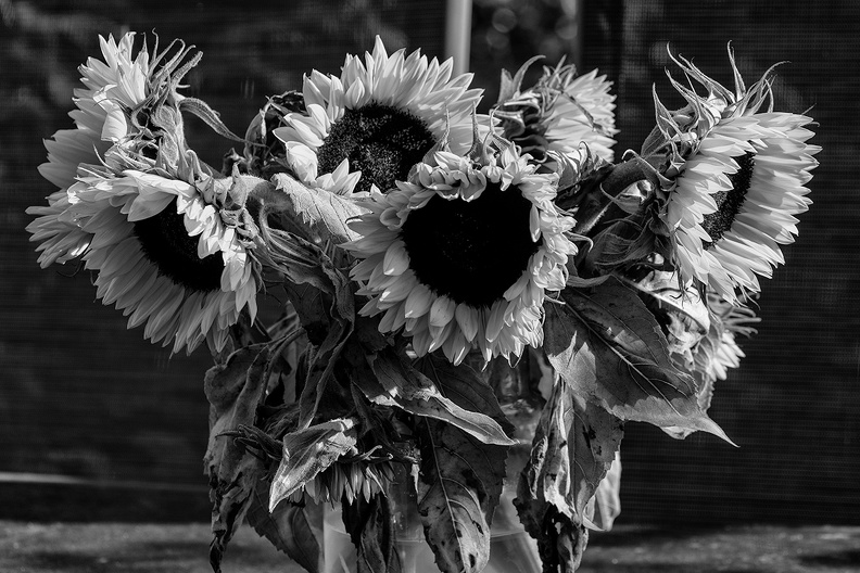 Sunflowers in a vase in the late afternoon sun