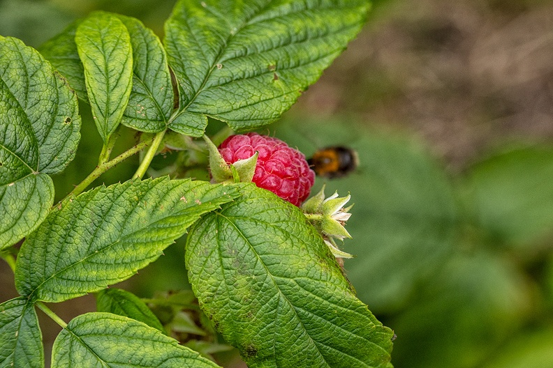 A raspberry in my garden (and a vague flying guest)