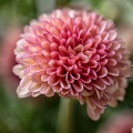 Sep 19 - Chrysanthemum