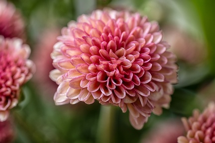Sep 19 - Chrysanthemum