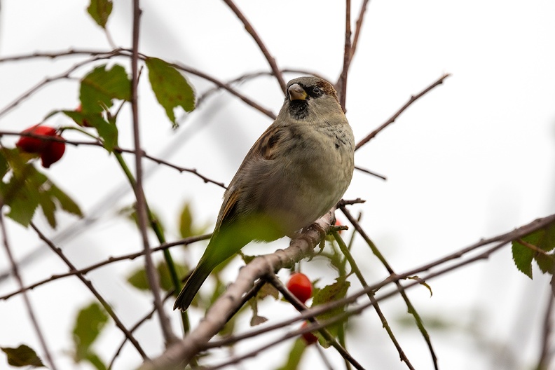 A sparrow in my hedge on a grey day