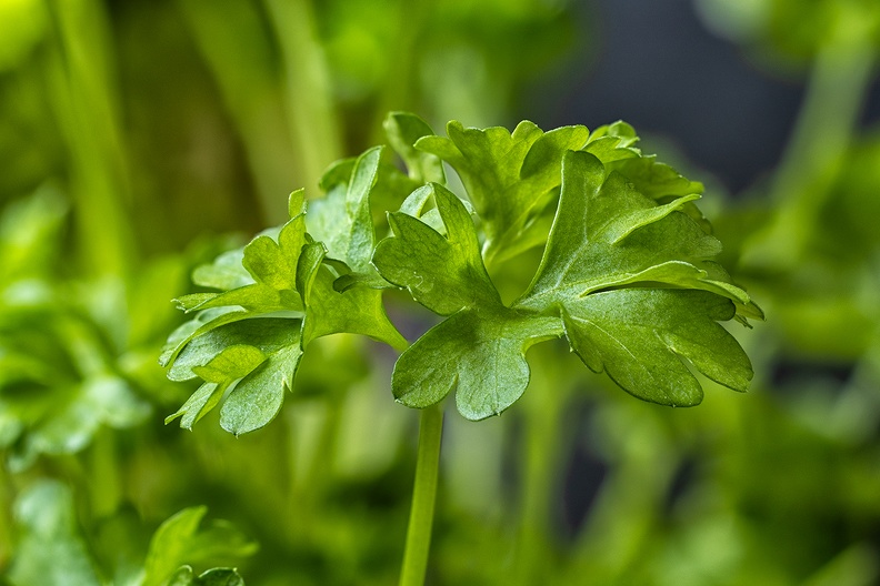 Parsley from my kitchen