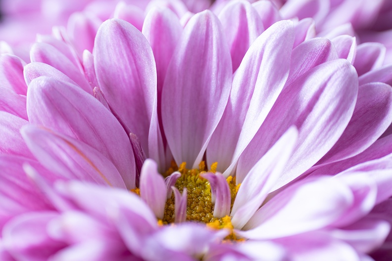 A flower detail