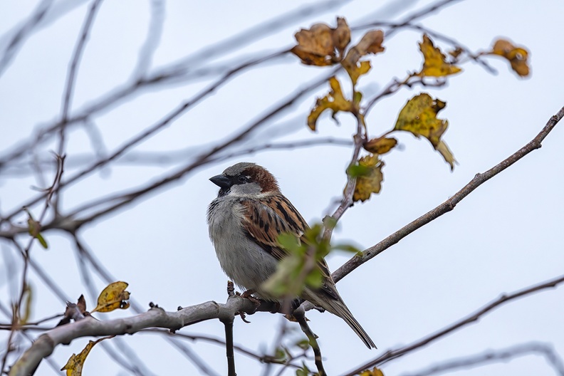 A sparrow in my hedge