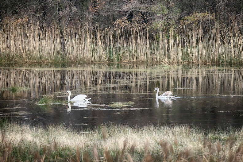 Two swans in a lake nearby