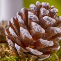 Dec 13 - Pine cone