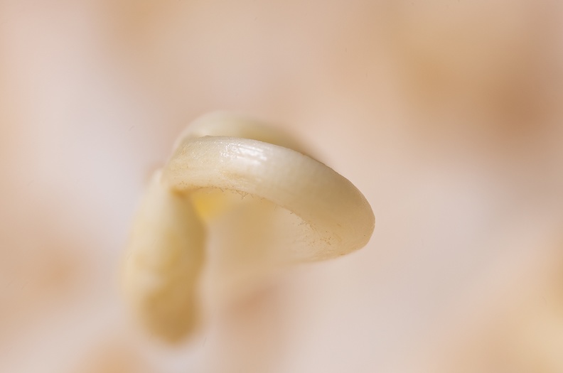 Detail of a bean sprout