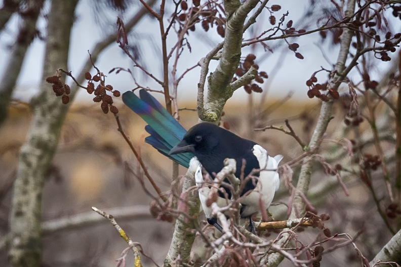 A magpie in a tree