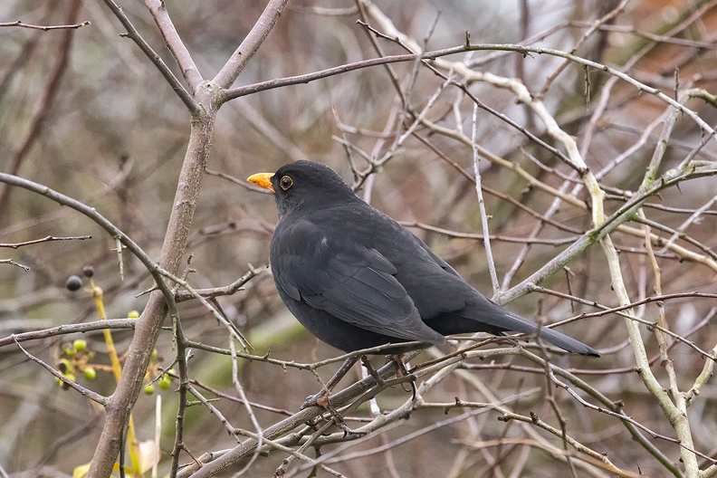 Feb 03 - Blackbird.jpg